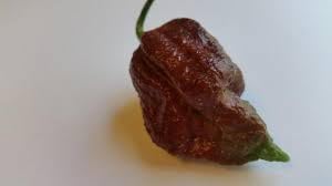 Carolina heirloom Vegetable Seeds mix for planting